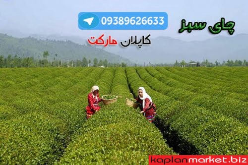 چای بهاره لاهیجان, خرید چای بهاره , خرید چای سبز